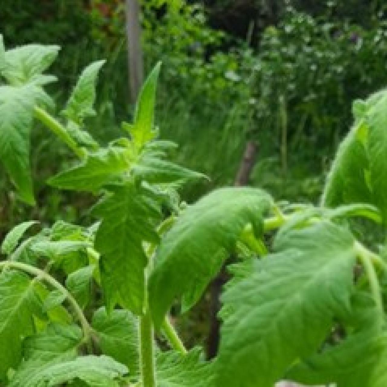 Tomatenpflanzen